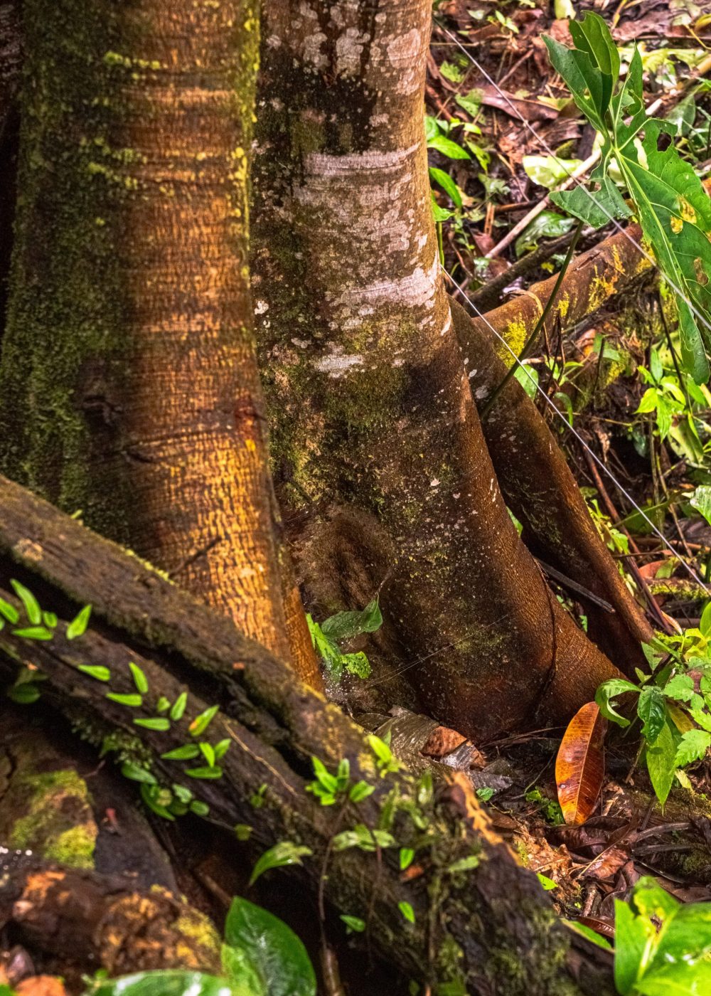 Finca_Experimental_Spoch_Lady-108