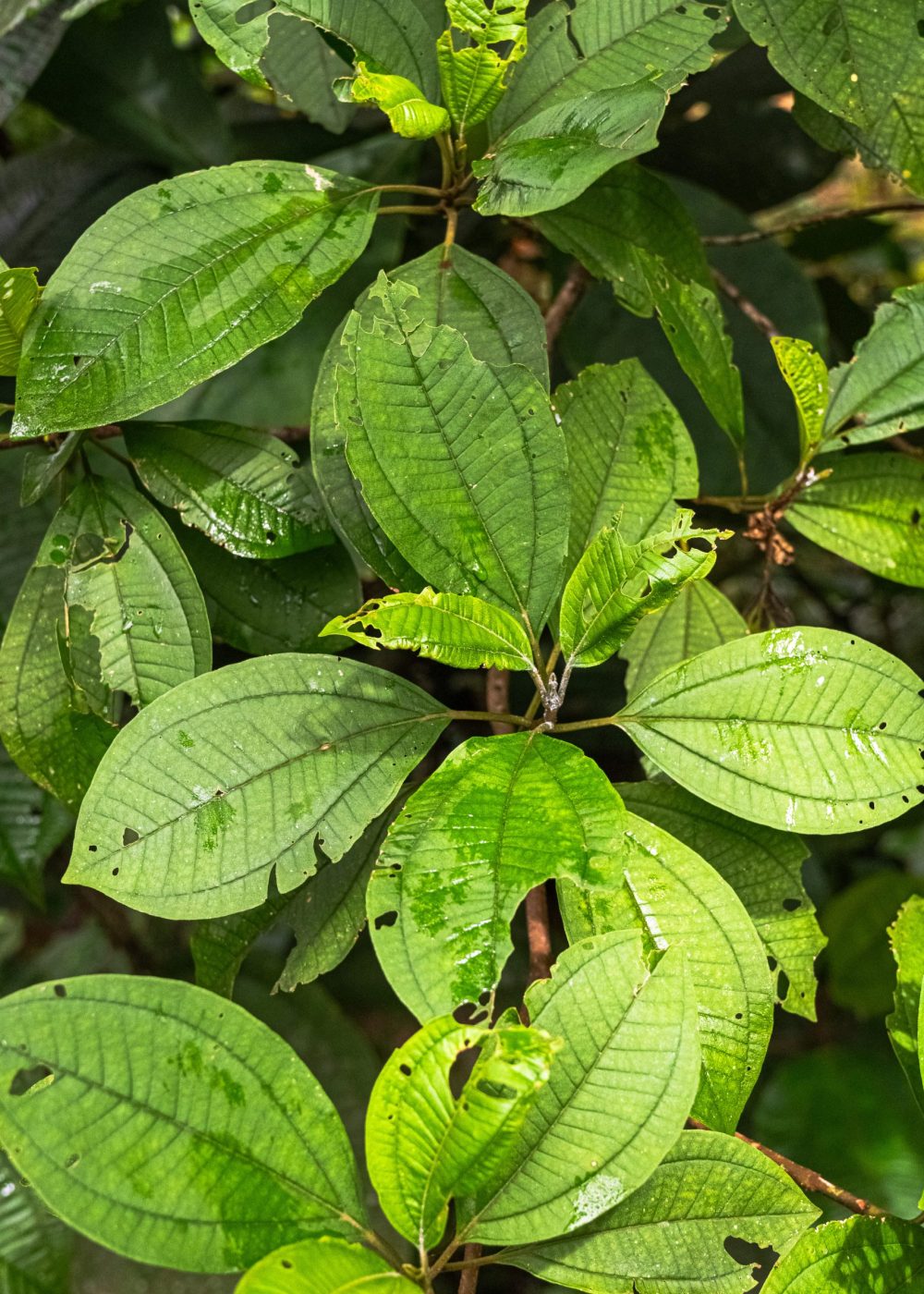 Finca_Experimental_Spoch_Lady-126